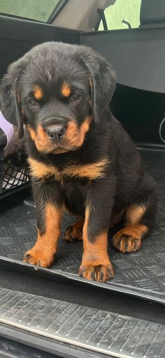 Pui Rottweiler cu Pedigree Talie mare