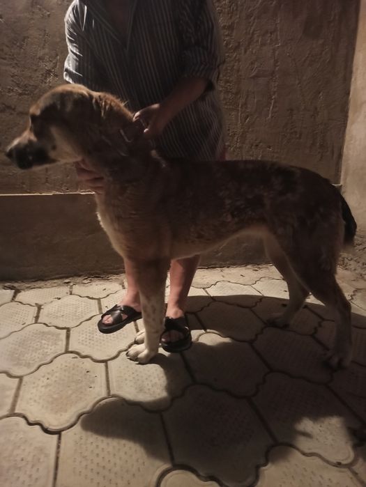 Продаю Алабая девочку