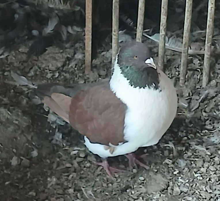 Vand uriasi maghiari si stroaseri