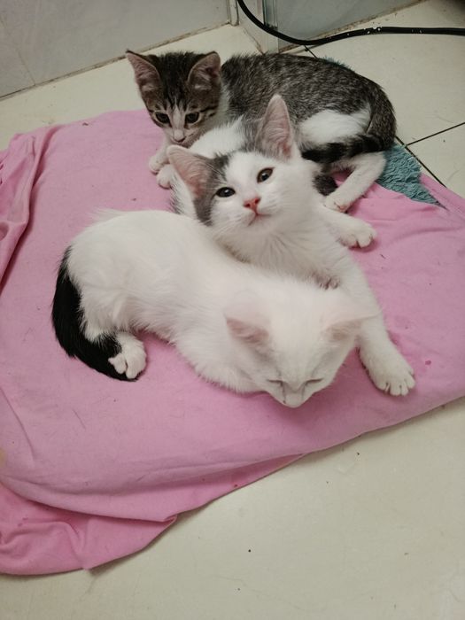 Котятки в добрые руки