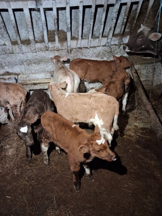 Vând tauras baltat și belgieni