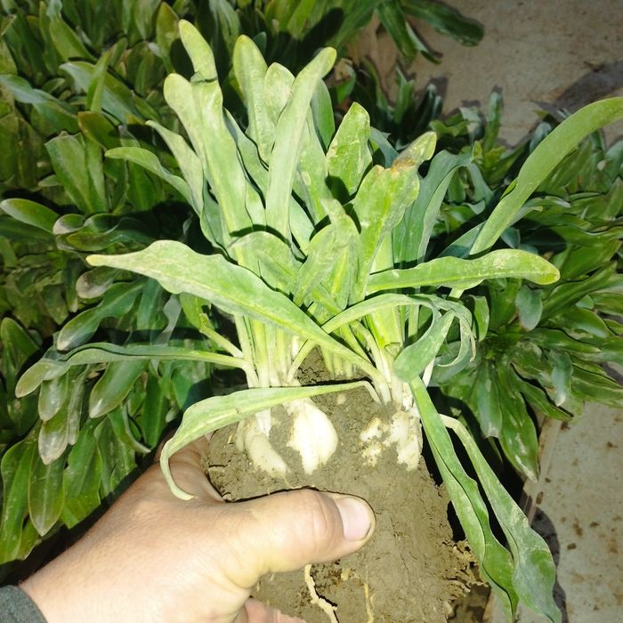 Лиля гули пиёзи сотилади хушбу́й хидлик