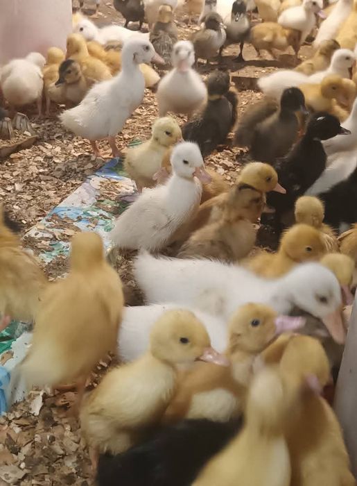 Vând boboci de rate