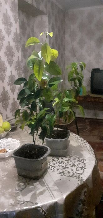 Лимон теплолюбивое растение