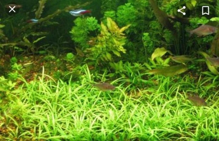 Продам аквариумные растения