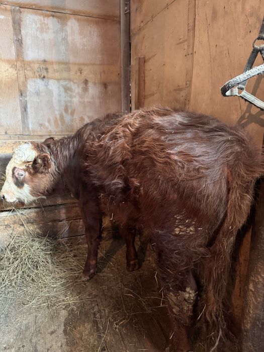 Продам бычков вышак  3 головы