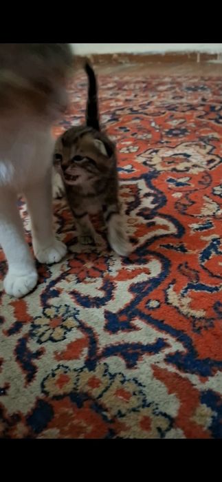 Продам вислоухих котят 20 дней