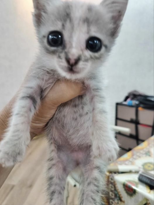 Котенок Девочка