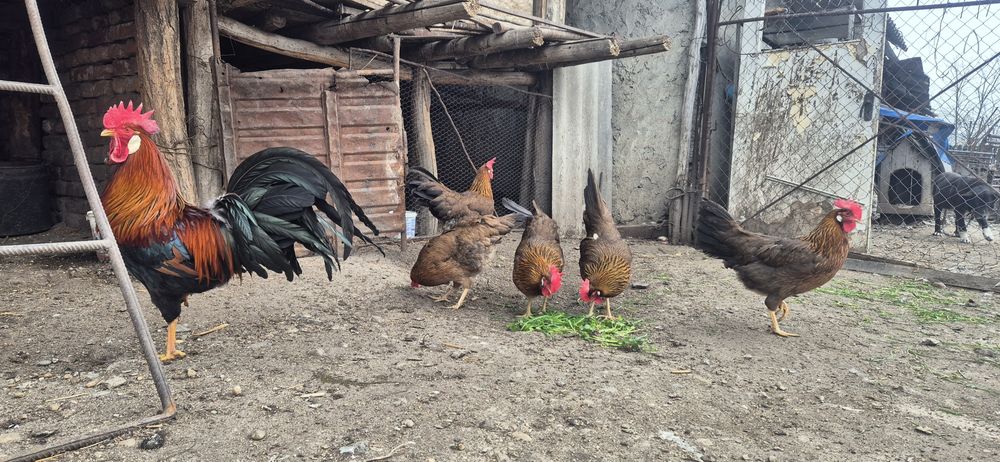 Oua de incubat-italiana