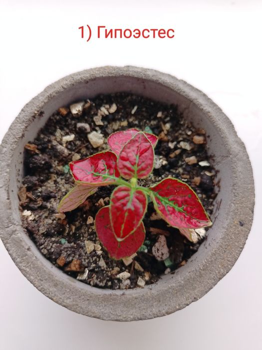 Продам комнатные цветы