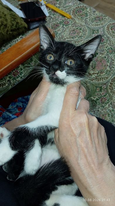 Срочно Отдам котёнка в добрые руки