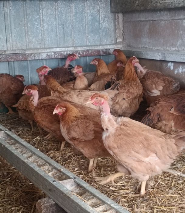 Puicuțe rasă mixta tinere