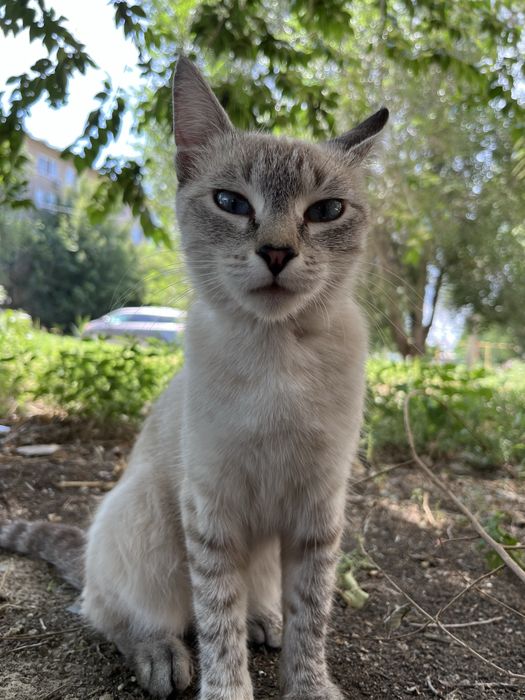 В добрые руки кошечка