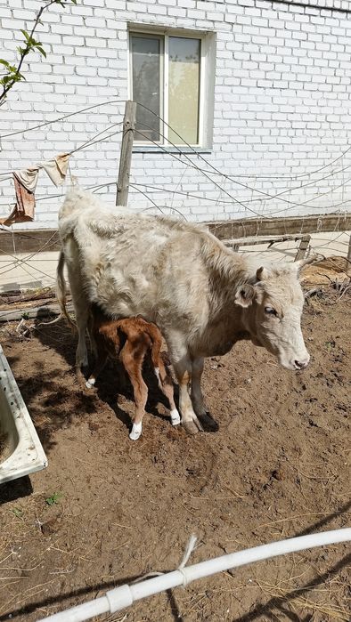 Бұзаулы сиыр сатылады.