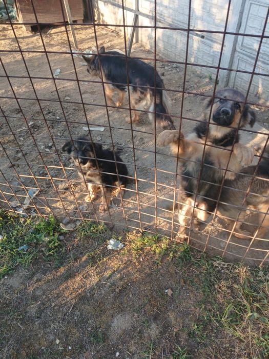 Donez pui metis ciobanesc german si rottweiler