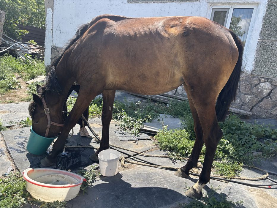 2 жасар байтал обмен бар