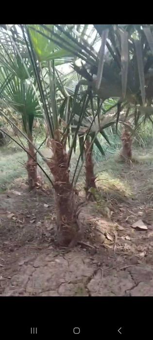 Трёхкорпус акция нархларида сотилади