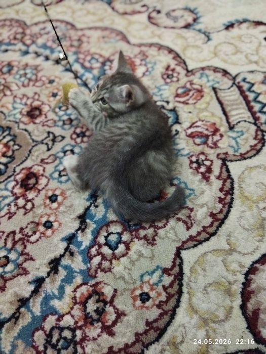 Продается шотландский котёнок