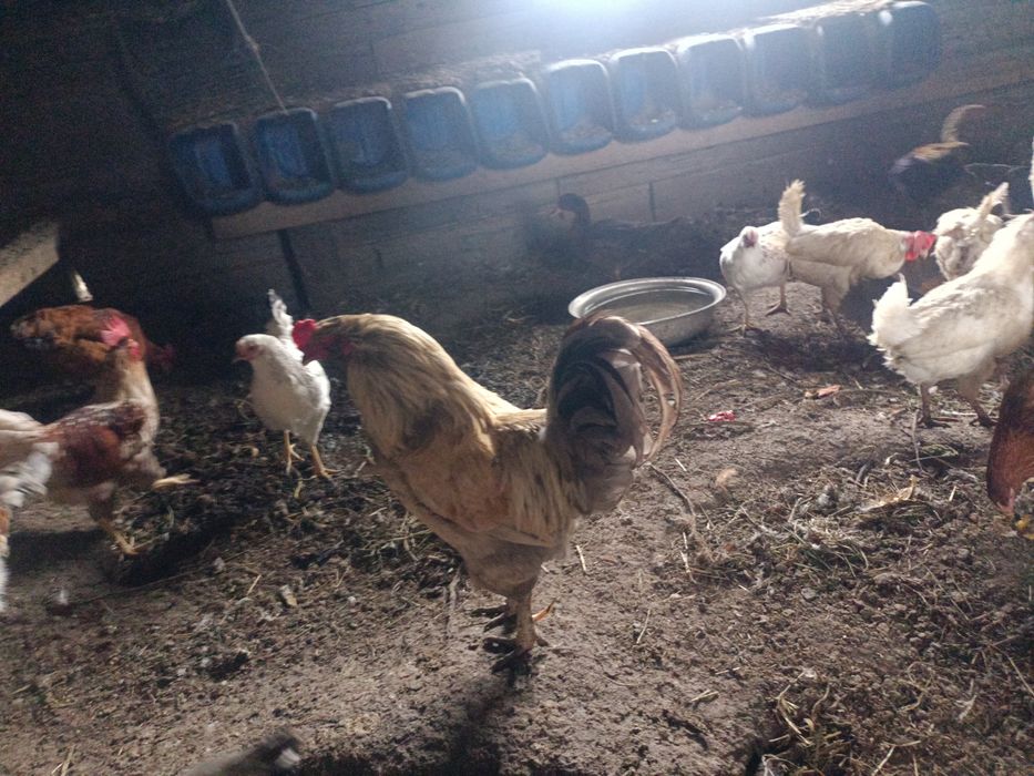 Продам петухов домашних.