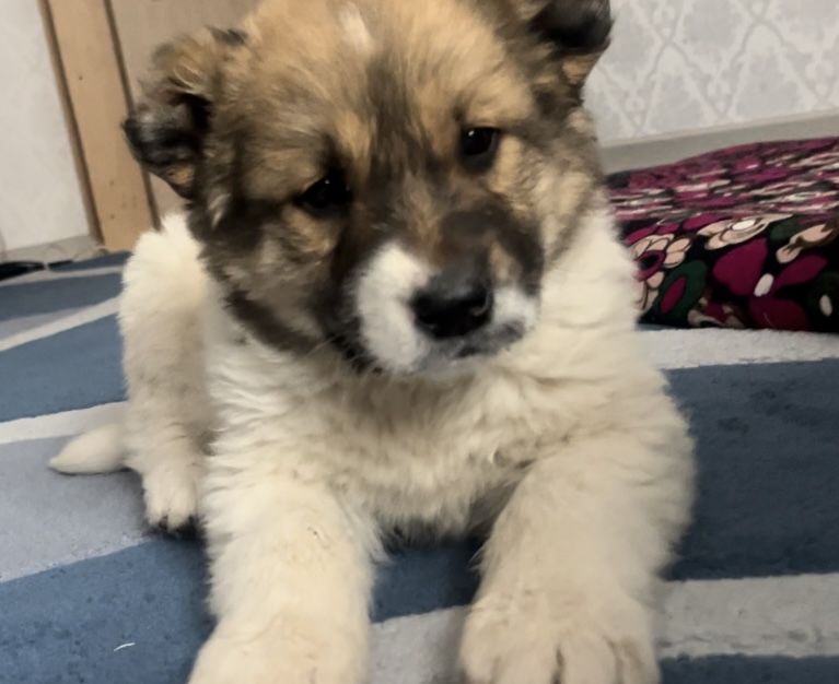 Алабай девочка продается