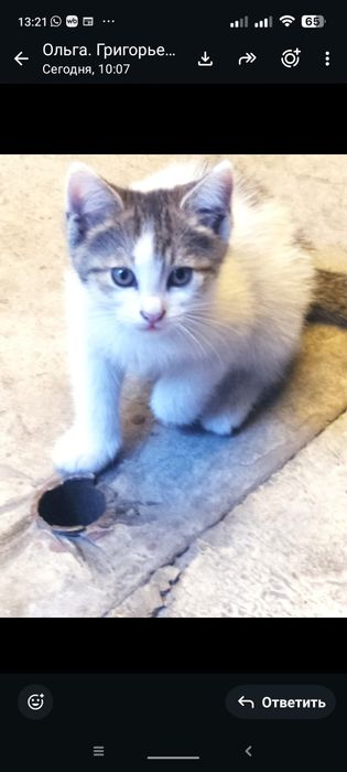 Очень милые домашние котята