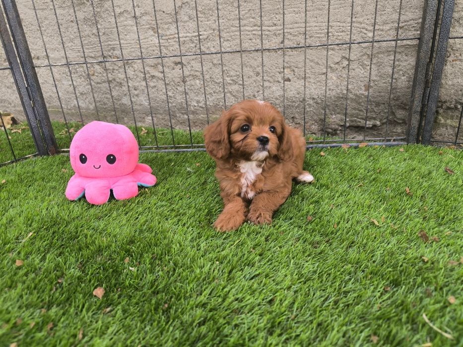 Vand fetita Cavapoo f1 mini