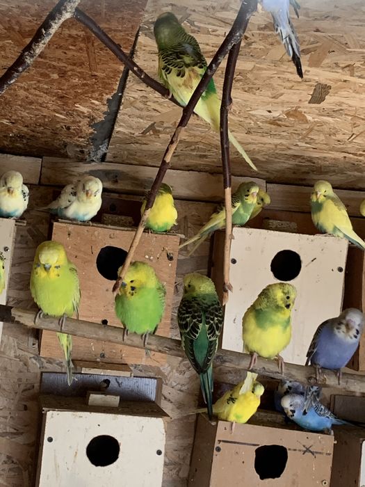 Vand perusi buc/ pereche/ en gros