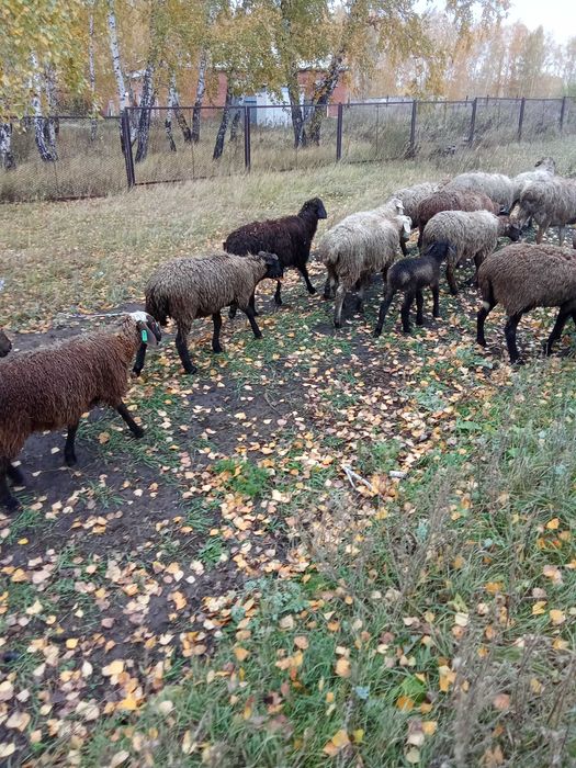 Продам баранчиков