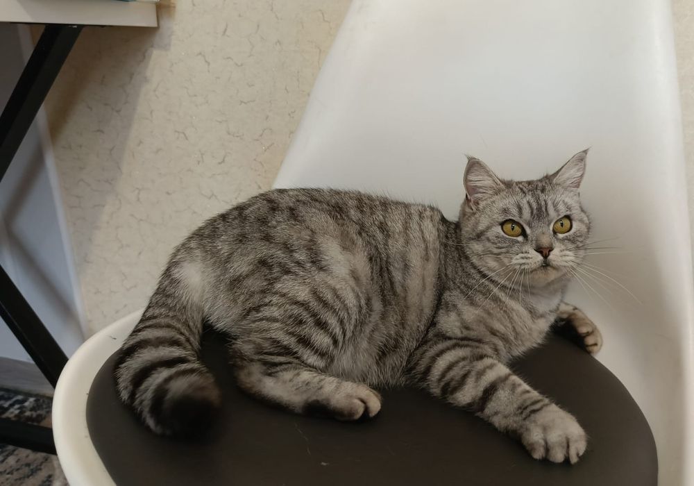 Стерилизованная британка!