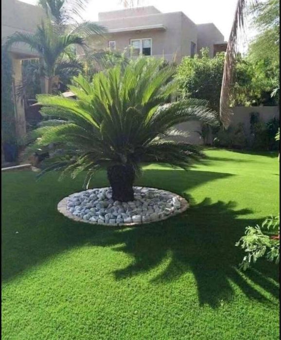 Plante ornamentale de diferite varietatii