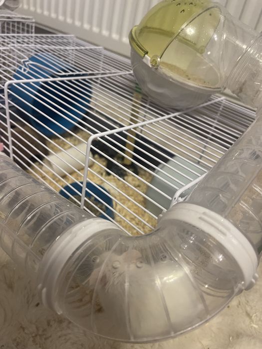 Hamster+cusca negociabil