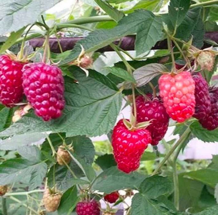 Продам саженцы ремонтантной малины