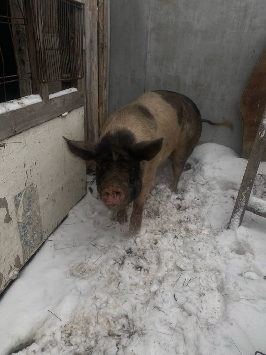 Кабан осименитель и свинка