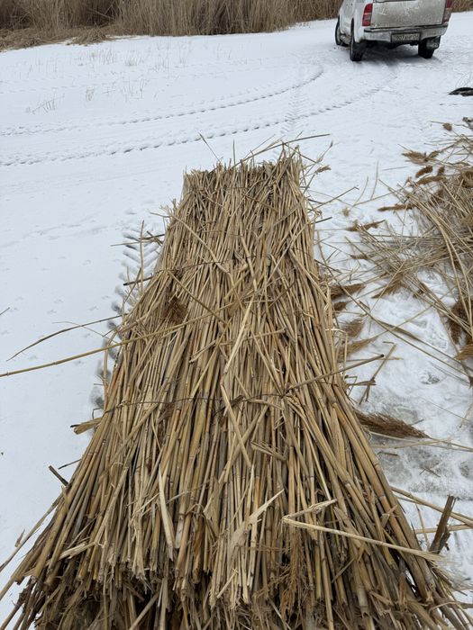 Қамыс(Камыш Плита)