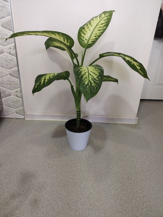 Диффенбахия в дом или офис