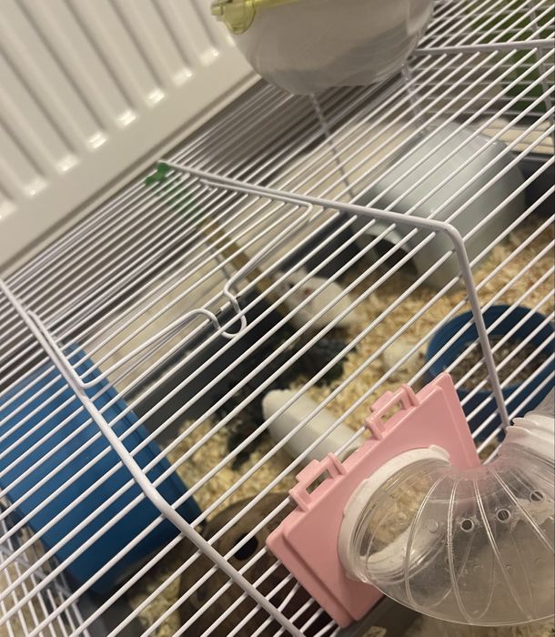 Hamster+cusca negociabil