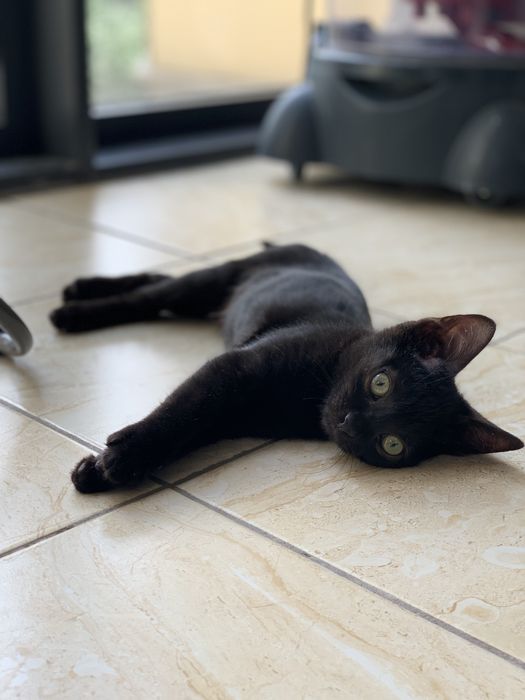 Котенок ищет любящую семью