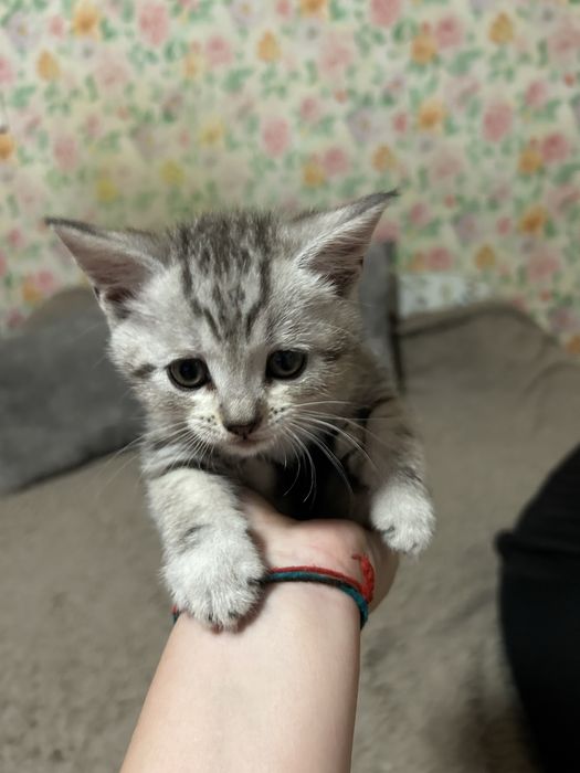 Скоттиш Фолд Котята первые 3 мальчика 2 девочки