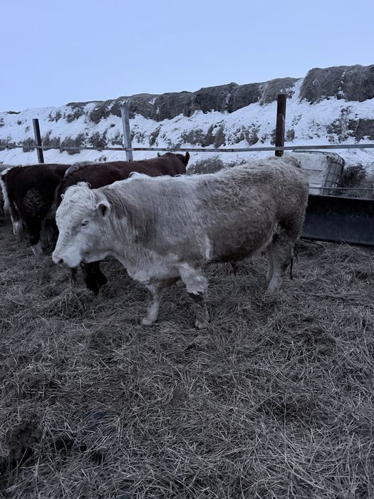 Продаю быка на племя .