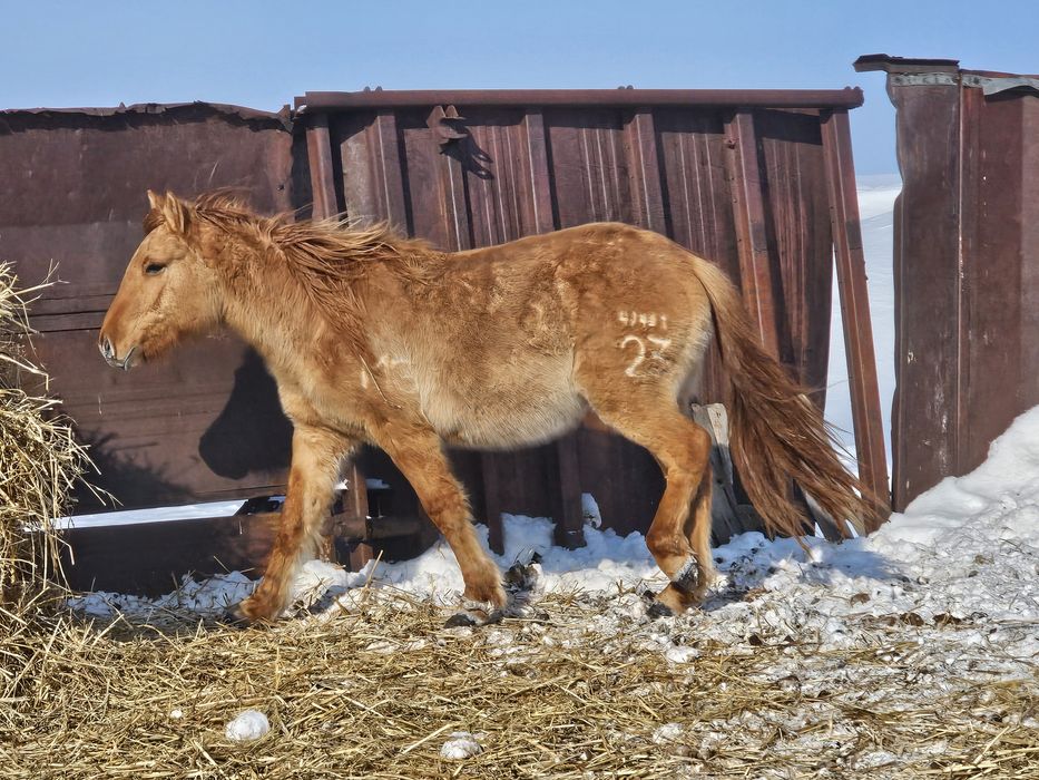 Мұғалжар тұқымы Құнандар сатамын