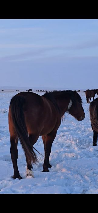 Продам табунного жеребца