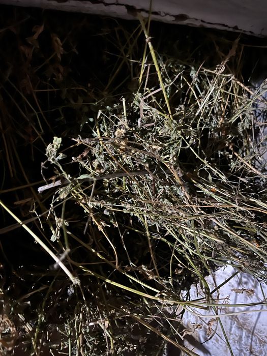 Iepurasi 2 luni si maturi