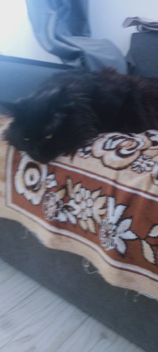 Мейн кун  кот для случки