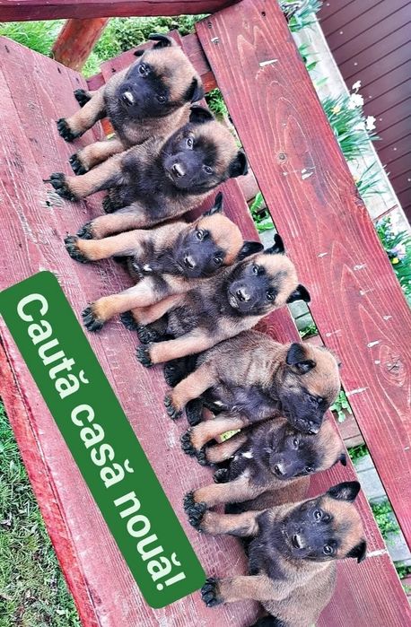 Donez pui/catei ciobănesc belgian malinois