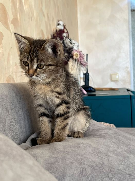 Котенок в добрые руки