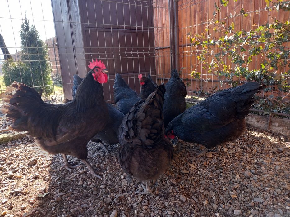 Ouă pentru incubat găini Austrolop