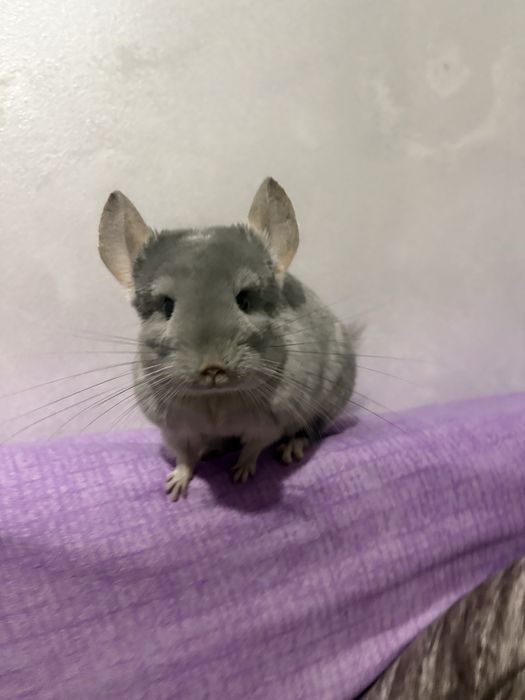 Vand chinchilla/ sinsila