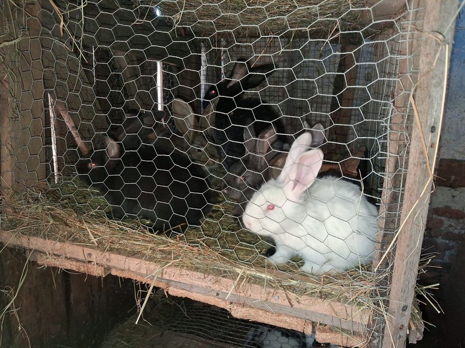 Iepurași de vânzare.Detalii la telefon