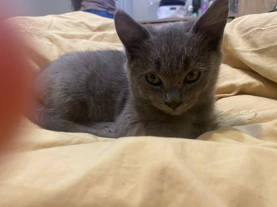 Котенок мальчик отдалим в добрые руки