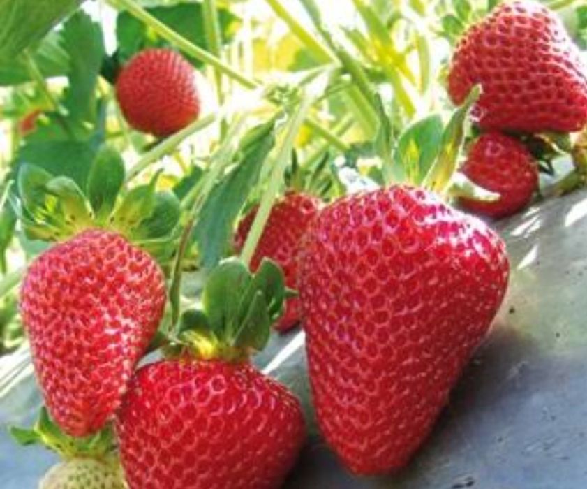 Продавам!! Расат Ягоди! Малини!